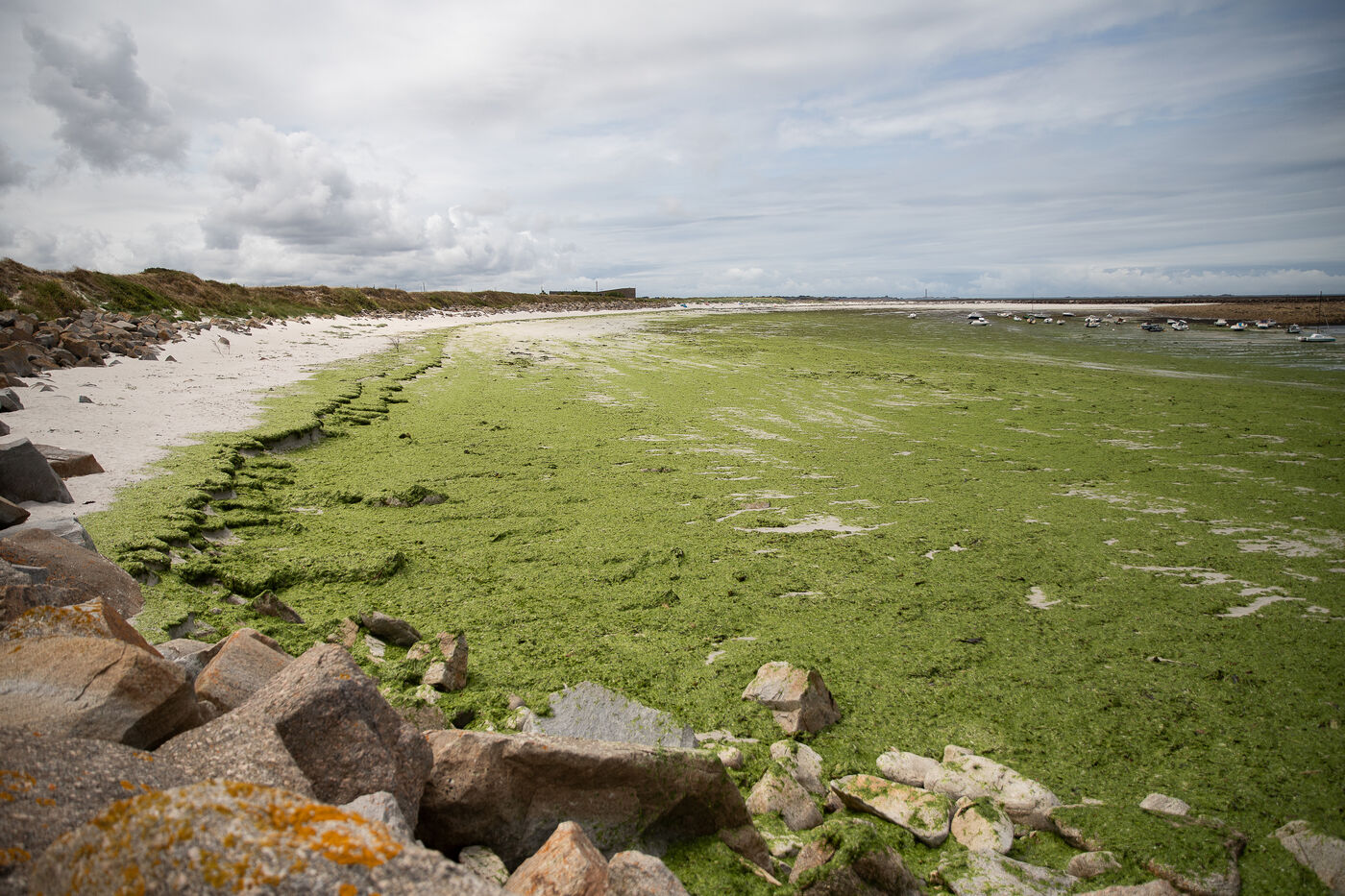 Face aux algues vertes en Bretagne, les mesures s'empilent sans enrayer le  phénomène